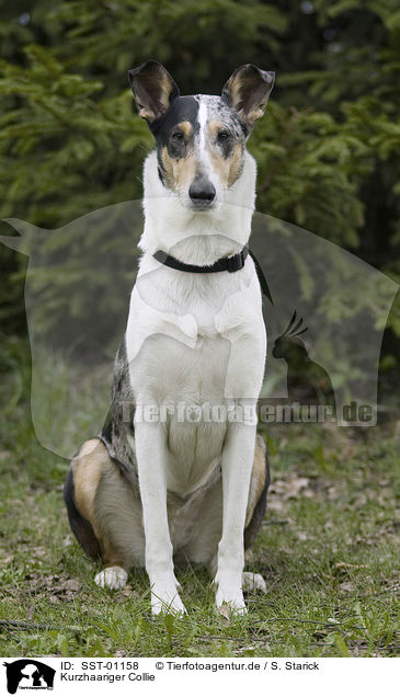 Kurzhaariger Collie / shorthaired collie / SST-01158