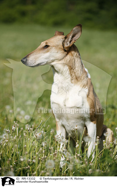 sitzender Kurzhaarcollie / sitting Short Haired Collie / RR-13332
