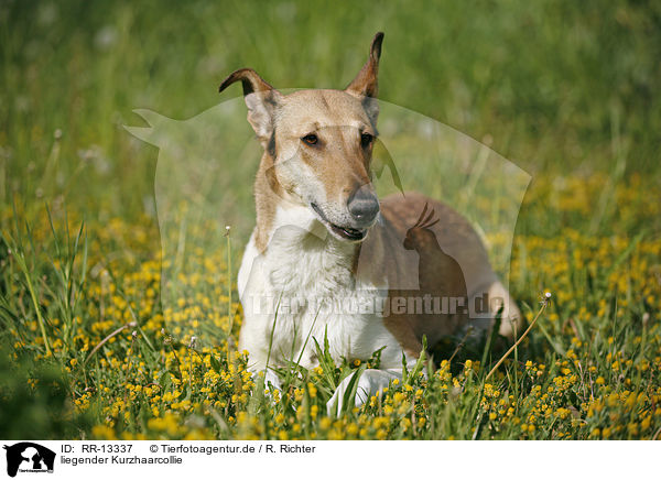 liegender Kurzhaarcollie / lying Short Haired Collie / RR-13337
