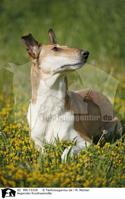 liegender Kurzhaarcollie / lying Short Haired Collie / RR-13338