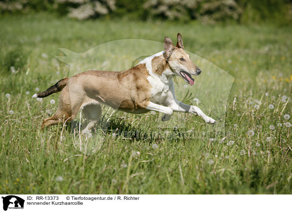 rennender Kurzhaarcollie / running Short Haired Collie / RR-13373