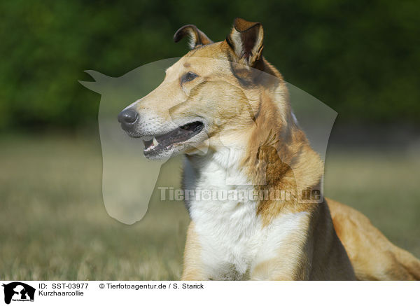 Kurzhaarcollie / shorthaired Collie / SST-03977