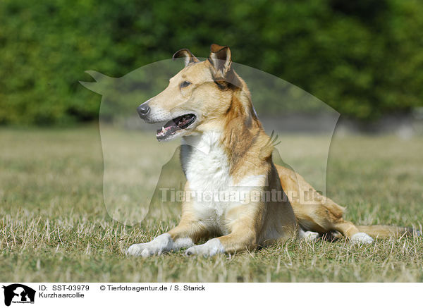 Kurzhaarcollie / shorthaired Collie / SST-03979