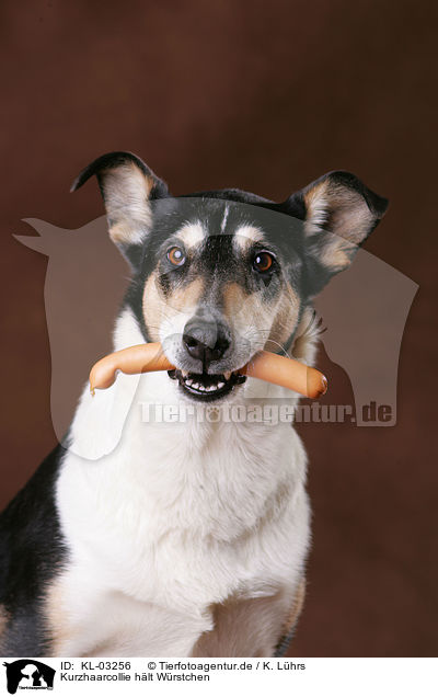 Kurzhaarcollie hlt Wrstchen / shorthaired collie / KL-03256