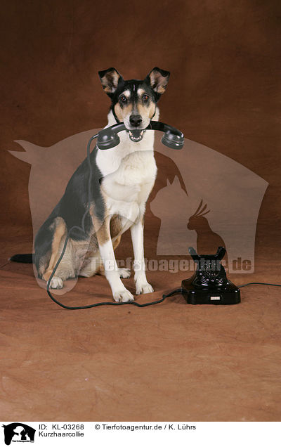 Kurzhaarcollie / KL-03268
