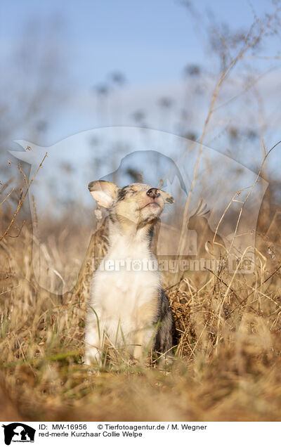 red-merle Kurzhaar Collie Welpe / MW-16956
