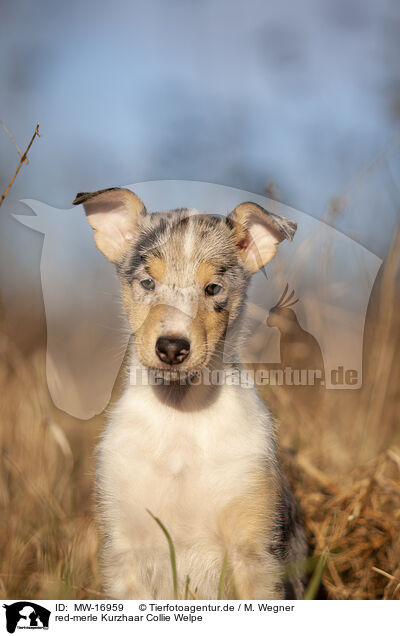red-merle Kurzhaar Collie Welpe / MW-16959