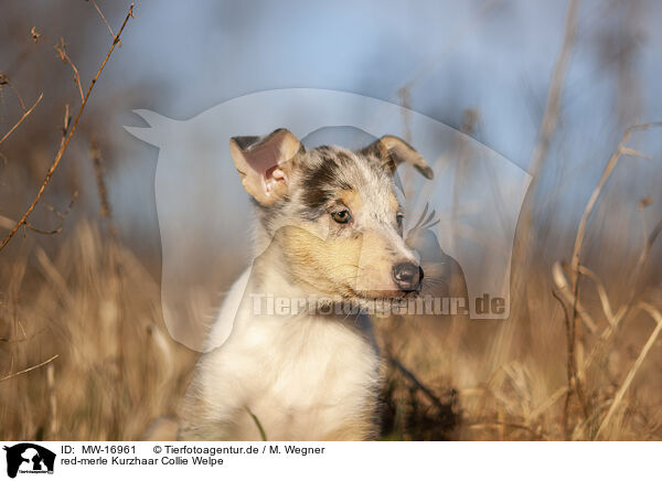 red-merle Kurzhaar Collie Welpe / MW-16961