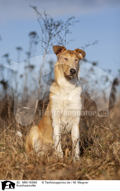 Kurzhaarcollie / MW-16986
