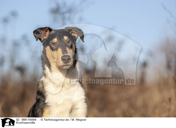 Kurzhaarcollie / MW-16998