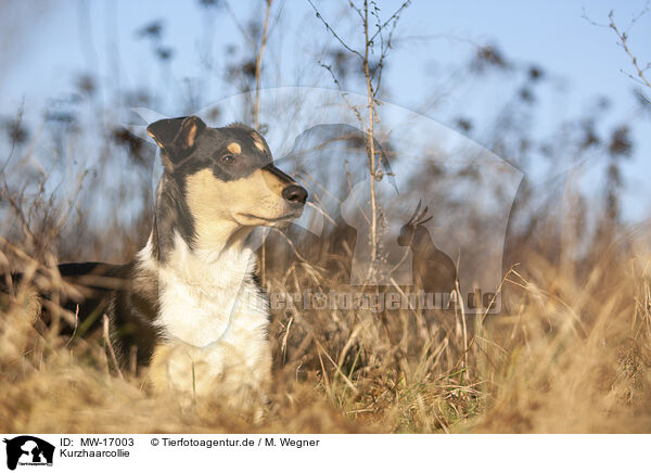 Kurzhaarcollie / shorthaired Collie / MW-17003