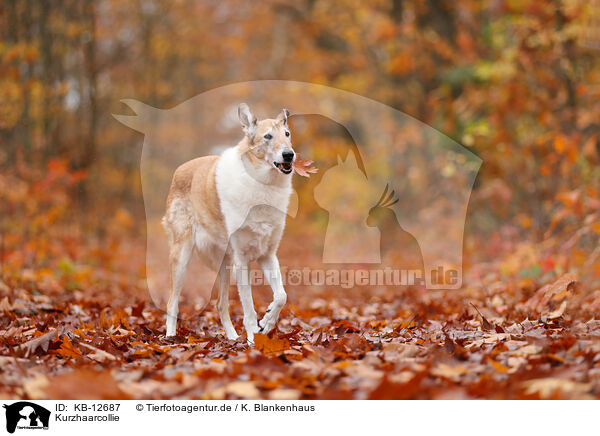 Kurzhaarcollie / shorthaired Collie / KB-12687