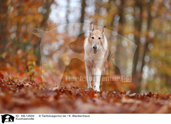 Kurzhaarcollie / shorthaired Collie / KB-12694