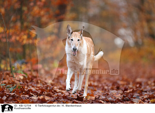 Kurzhaarcollie / shorthaired Collie / KB-12704