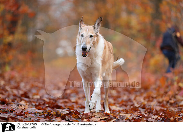 Kurzhaarcollie / shorthaired Collie / KB-12705