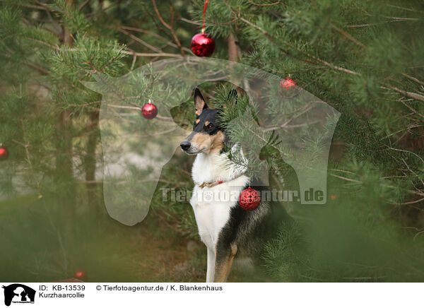 Kurzhaarcollie / shorthaired Collie / KB-13539