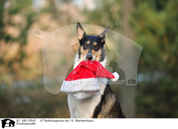 Kurzhaarcollie / shorthaired Collie / KB-13542