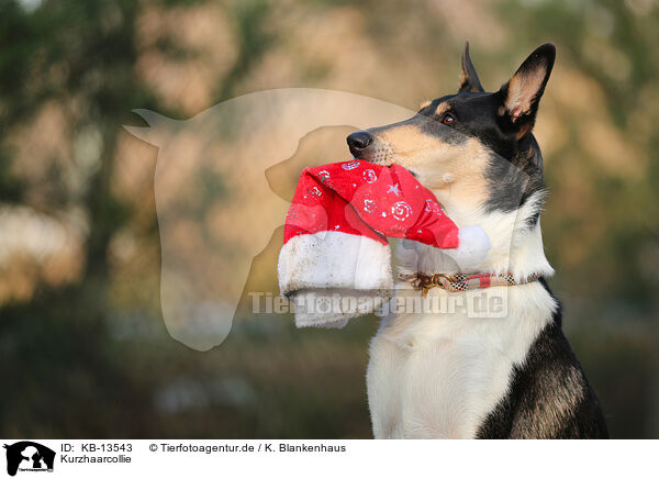 Kurzhaarcollie / shorthaired Collie / KB-13543