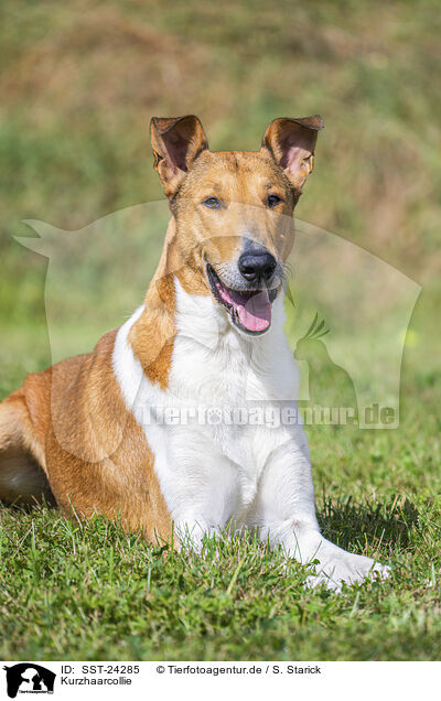 Kurzhaarcollie / SST-24285