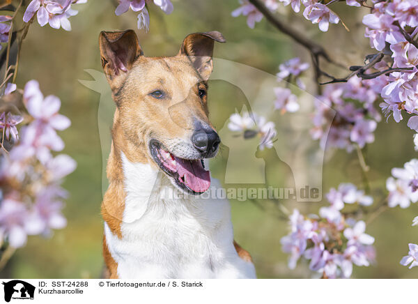 Kurzhaarcollie / SST-24288