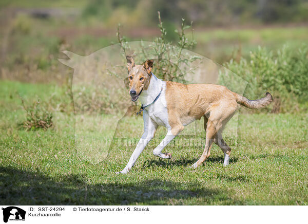 Kurzhaarcollie / SST-24294