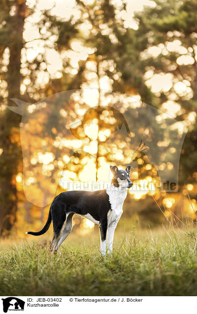 Kurzhaarcollie / shorthaired Collie / JEB-03402