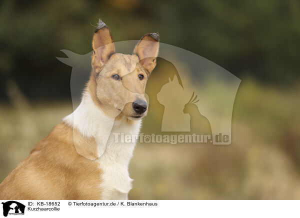 Kurzhaarcollie / shorthaired Collie / KB-18652