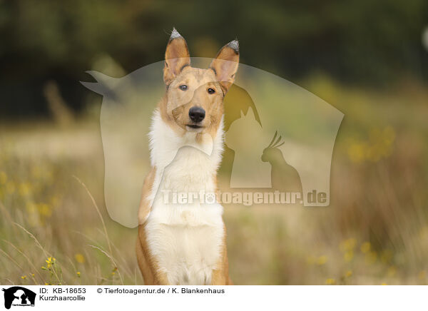 Kurzhaarcollie / shorthaired Collie / KB-18653