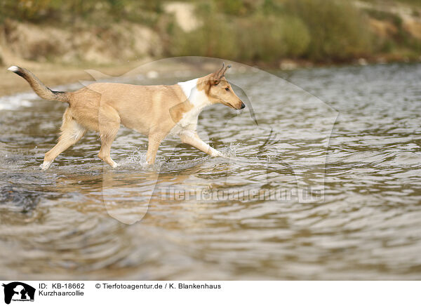 Kurzhaarcollie / shorthaired Collie / KB-18662