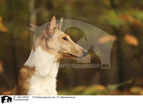 Kurzhaarcollie / shorthaired Collie / KB-18676