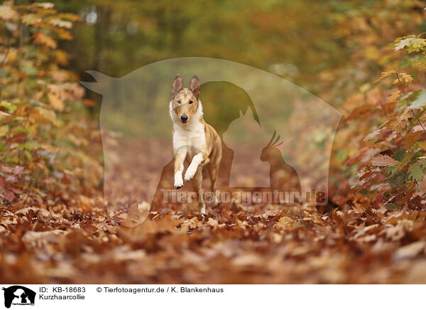 Kurzhaarcollie / shorthaired Collie / KB-18683