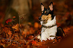 liegender Kurzhaarcollie