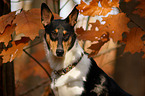 Kurzhaarcollie Portrait