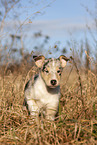 red-merle Kurzhaar Collie Welpe