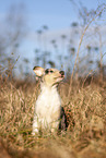 red-merle Kurzhaar Collie Welpe