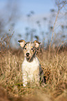 red-merle Kurzhaar Collie Welpe