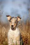 red-merle Kurzhaar Collie Welpe