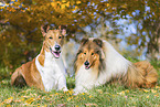 Kurzhaarcollie