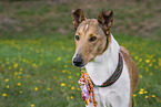 Kurzhaarcollie