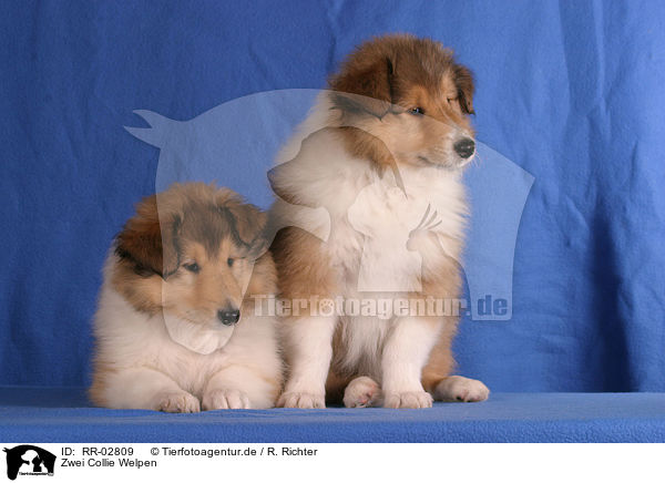 Zwei Collie Welpen / two Collie Puppies / RR-02809