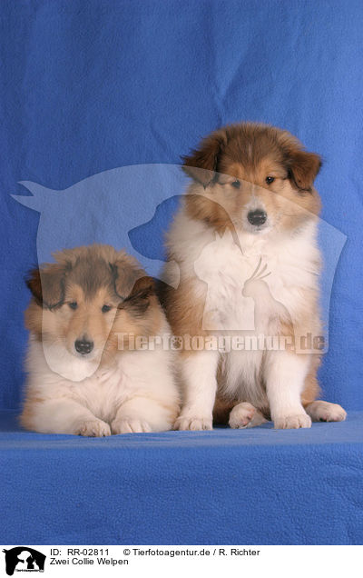 Zwei Collie Welpen / two Collie Puppies / RR-02811