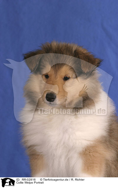 Collie Welpe Portrait / Collie Puppy / RR-02816