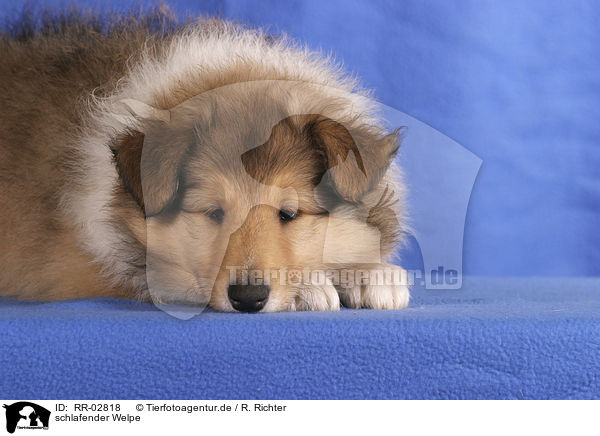 schlafender Welpe / sleeping puppy / RR-02818