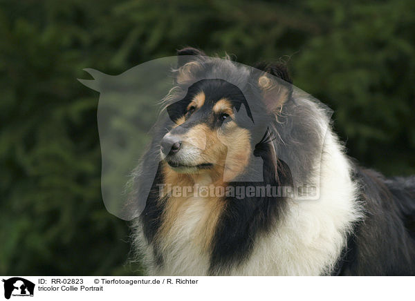 tricolor Collie Portrait / tricolor Collie Portrait / RR-02823