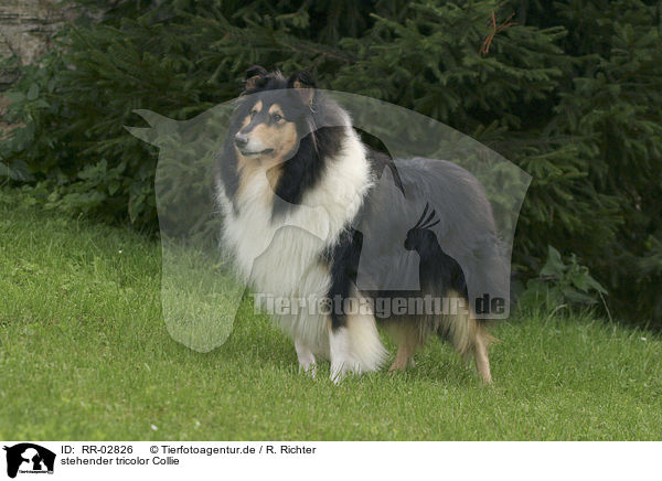 stehender tricolor Collie / standing Collie / RR-02826