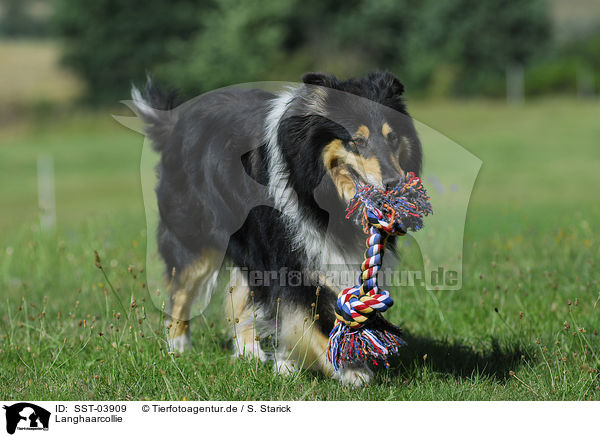 Langhaarcollie / Collie / SST-03909
