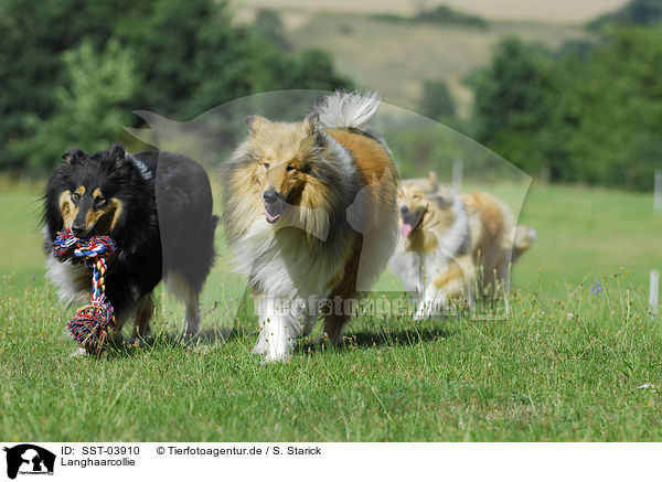 Langhaarcollie / Collie / SST-03910