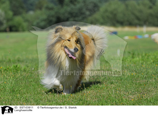 Langhaarcollie / Collie / SST-03911