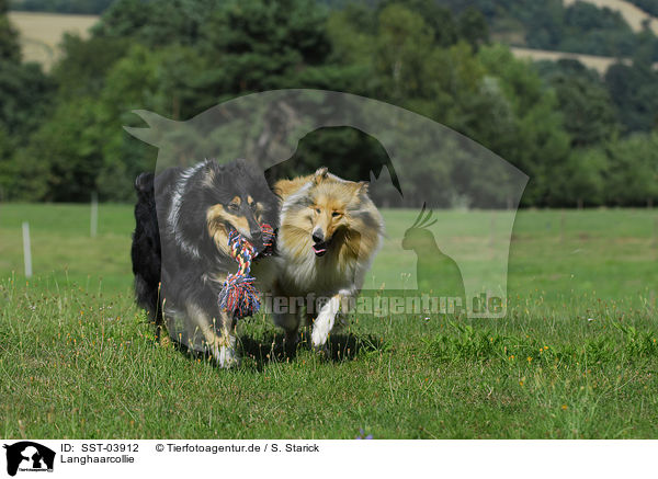 Langhaarcollie / Collie / SST-03912