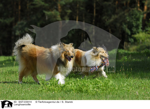 Langhaarcollie / Collie / SST-03914